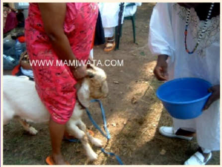 photo of devotees, priests and chiefs preparing cultural celebrations with animals.